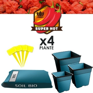 Chilli Grow Soil kit PH Controlled (4 Plants)