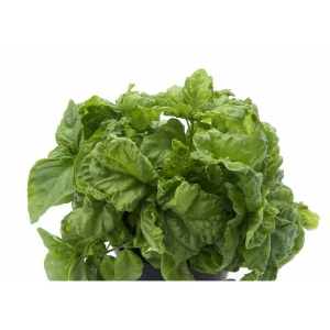 LETTUCE LEAF BASIL - Bio Aromatic Seeds by Sementi Dotto