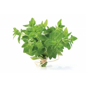 OREGANO - Bio Aromatic Seeds by Sementi Dotto
