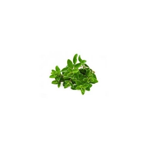 MARJORAM 0,7gr -Bio Aromatic Seeds by Sementi Dotto
