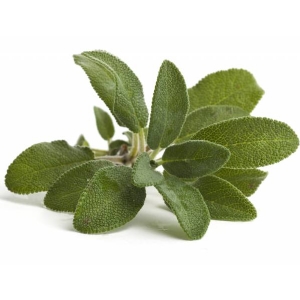 COMMON SAGE 0,85gr - Bio Aromatic Seeds by Sementi Dotto