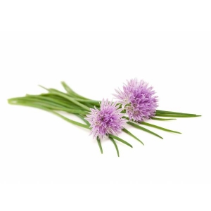 CHIVES Medium Leaf 0,7gr - Bio Aromatic Seeds by Sementi Dotto