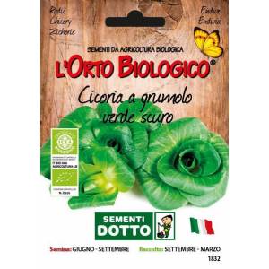 COVEY LEAF CHICORY 4,5gr - Bio Garden Seeds by Sementi Dotto