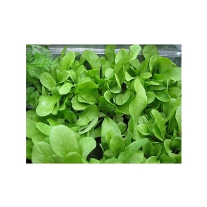 LEAF CHICORY 3.8gr - Bio Garden Seeds by Sementi Dotto