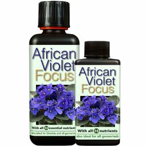 African Violet Focus - Growth Technology