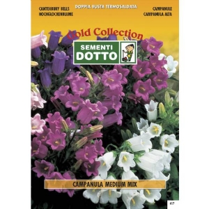 Bellflower Campanula Medium- Gold Seeds by Sementi Dotto