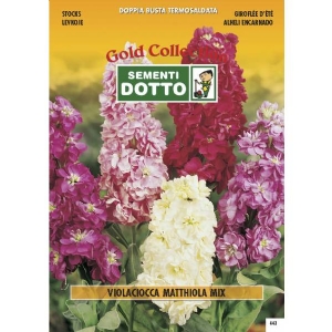 Matthiola Violaciocca Stock Mix - Gold Seeds by Sementi Dotto