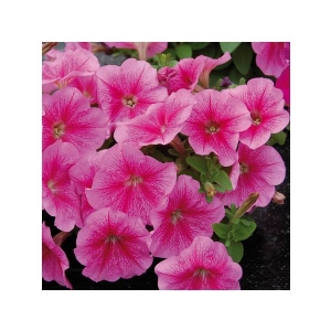 Dwarf Petunia Pink - Gold Seeds by Sementi Dotto