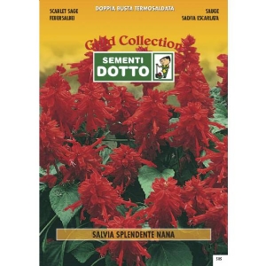 Dwarf Scarlet Sage (Salvia splendens) - Gold Seeds by Sementi Dotto 0.23gr