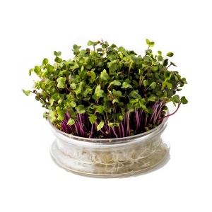 Germogliamo glass sprouter