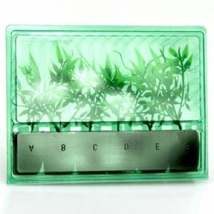 Blister for shipping and transport of 6 cuttings