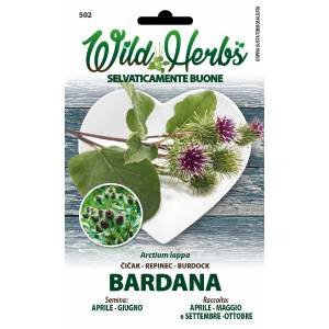 Wild Herbs - Burdock Seeds - Sem. Dotto