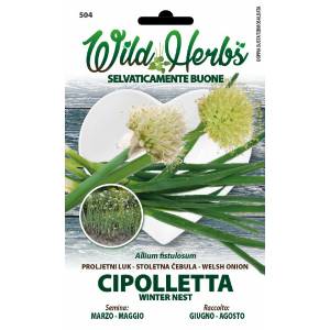 Wild Herbs - Onion Seeds - Sem. Dotto