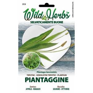Wild Herbs - Plantain Seeds - Sem. Dotto