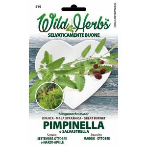 Wild Herbs - Pimpinella Seeds - Sem. Dotto