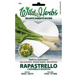 Wild Herbs - Wild Radish Seeds - Sem. Dotto