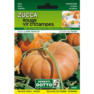 Sementi da Orto - Pumpkin Rouge Vif d Etampes - Sem. Dotto