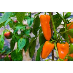 VogliaPiccante - Orange Glow - Sem. Dotto