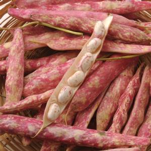 Vegetable Seeds - Red Borlotto Bean 500gr - Sem. Dotto
