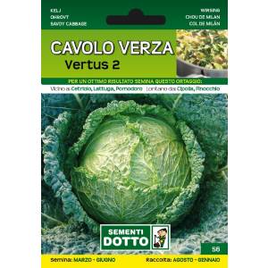 Vegetable seeds - Savoy cabbage Vertus 2 - Sem. Dotto