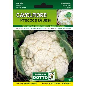 Sementi da Orto - Cauliflower Precoce di Jesi - Sem. Dotto