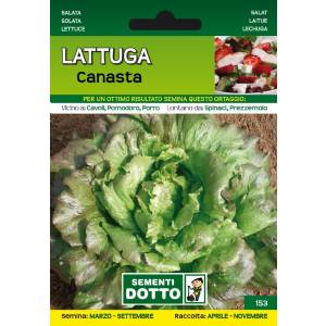 Vegetable Seeds - Canasta Lettuce - Sem. Dotto