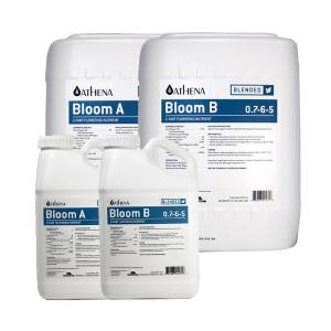 Athena - Bloom A + B