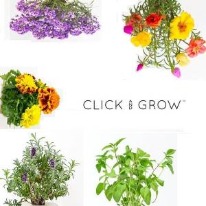 Click and Grow - Kit Seeds - 3x