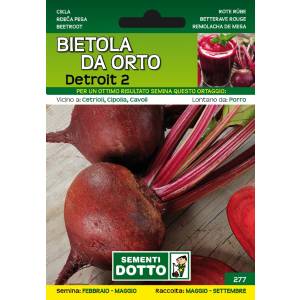 Vegetable Garden Seeds - Beet Detroit 2 - Sem. Dotto