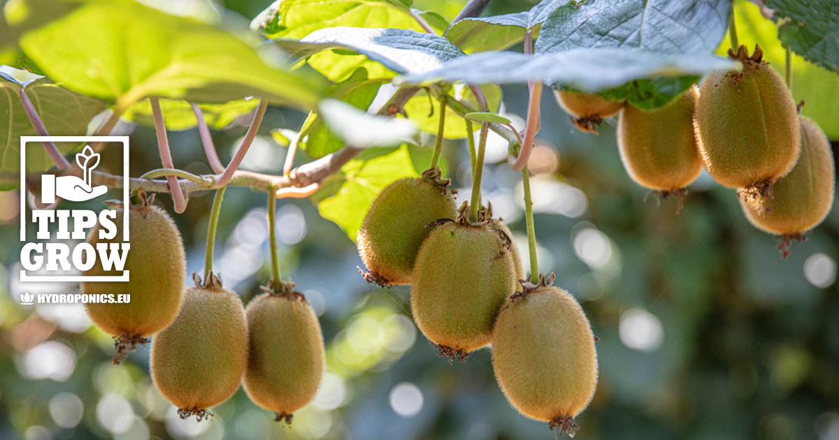 Organic Hayward Kiwi, 1 lb, Wild River