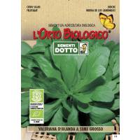 HOLLAND VALERIANE BIG SEED - Bio Garden Seeds by Sementi Dotto