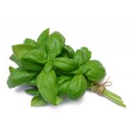 ITALIAN CLASSIC BASIL  3,4gr - Bio Garden Seeds by Sementi Dotto