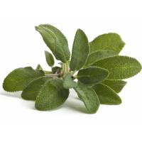 COMMON SAGE 0,85gr - Bio Aromatic Seeds by Sementi Dotto