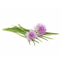 CHIVES Medium Leaf 0,7gr - Bio Aromatic Seeds by Sementi Dotto