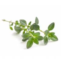 THYME 0,3gr - Bio Aromatic Seeds Seeds by Sementi Dotto