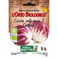 LEAF CHICORY  Early Ball Type 3 - 3,8gr  - Bio Garden Seeds by Sementi Dotto