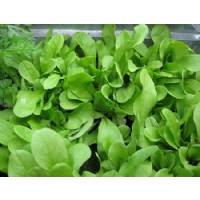 LEAF CHICORY 3.8gr - Bio Garden Seeds by Sementi Dotto