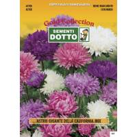 Aster Giant California - Gold Seeds by Sementi Dotto - 1,3gr