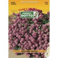 Violet Dwarf Alyssum (Alyssum maritimum) - Gold Seeds by Sementi Dotto 0.6gr