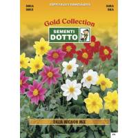 Dahlia Mignon Mix (Dahlia variabilis) - Gold Seeds by Sementi Dotto - 0.9gr