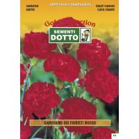 Florist Carnation Red - Gold Seeds by Sementi Dotto 