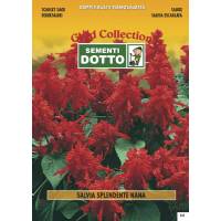 Dwarf Scarlet Sage (Salvia splendens) - Gold Seeds by Sementi Dotto 0.23gr