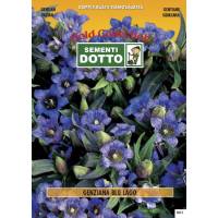 Gentian Blue Lake (Gentiana acaulis) - Gold Seeds by Sementi Dotto - 0.008gr