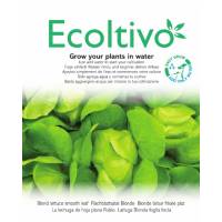 Smooth Leaf Lettuce - Ecoltivo