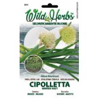 Wild Herbs - Onion Seeds - Sem. Dotto