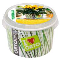 Cultivation Kit ORTOLINO - Yellow Chili Pepper by Verdemax