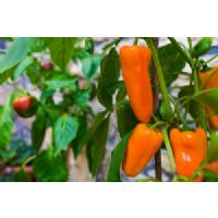 VogliaPiccante - Orange Glow - Sem. Dotto