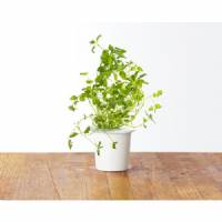 Click and Grow - Seeds Kit - 3x Oregano