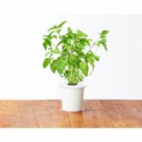 Click and Grow - Seeds Kit - 3x Thai Basil