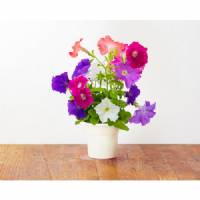 Click and Grow - Seeds Kit - 3x Petunia